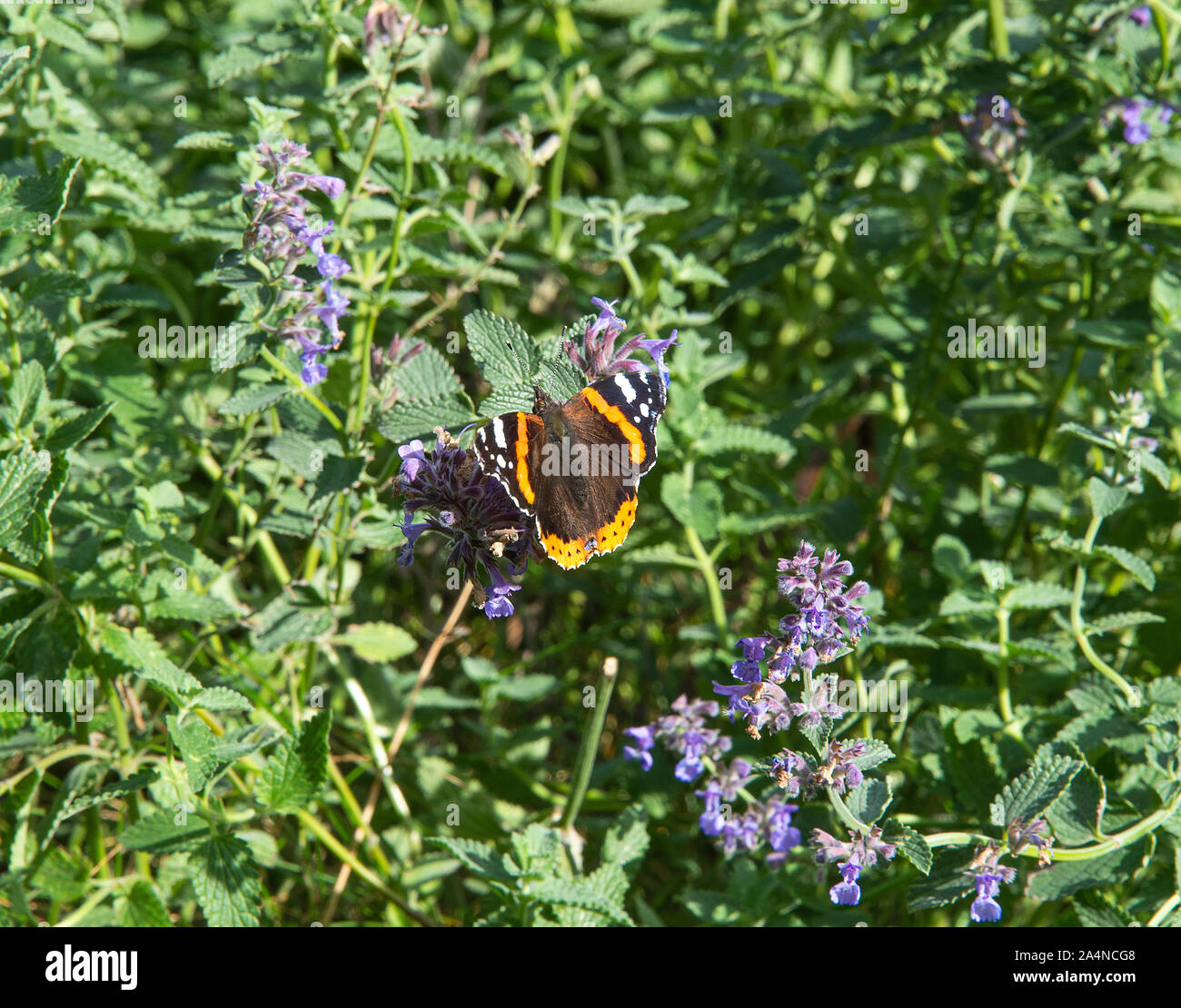Un bel amiral rouge papillon nourrissante sur Nectar sur une tête de fleur de menthe dans un jardin à Sawdon North Yorkshire Angleterre Royaume-Uni Banque D'Images