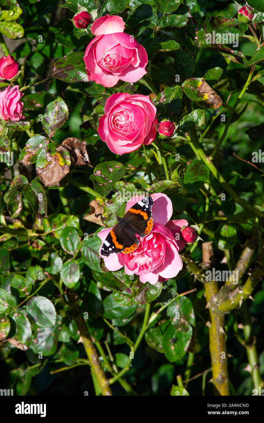 Un Beau papillon rouge amiral À La Recherche de Nectar sur une rose rose sur laquelle se nourrir dans un jardin à Sawdon près de Scarborough North Yorkshire Angleterre Royaume-Uni Banque D'Images