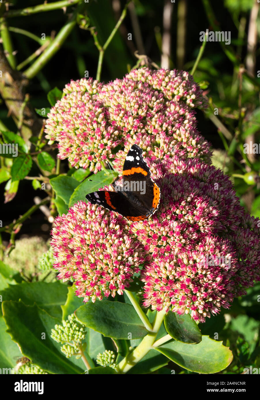 Un amiral rouge papillon nourrissage sur Nectar sur une tête de fleur de Sedum joie d'automne dans un jardin près de Sawdon North Yorkshire Angleterre Royaume-Uni Banque D'Images