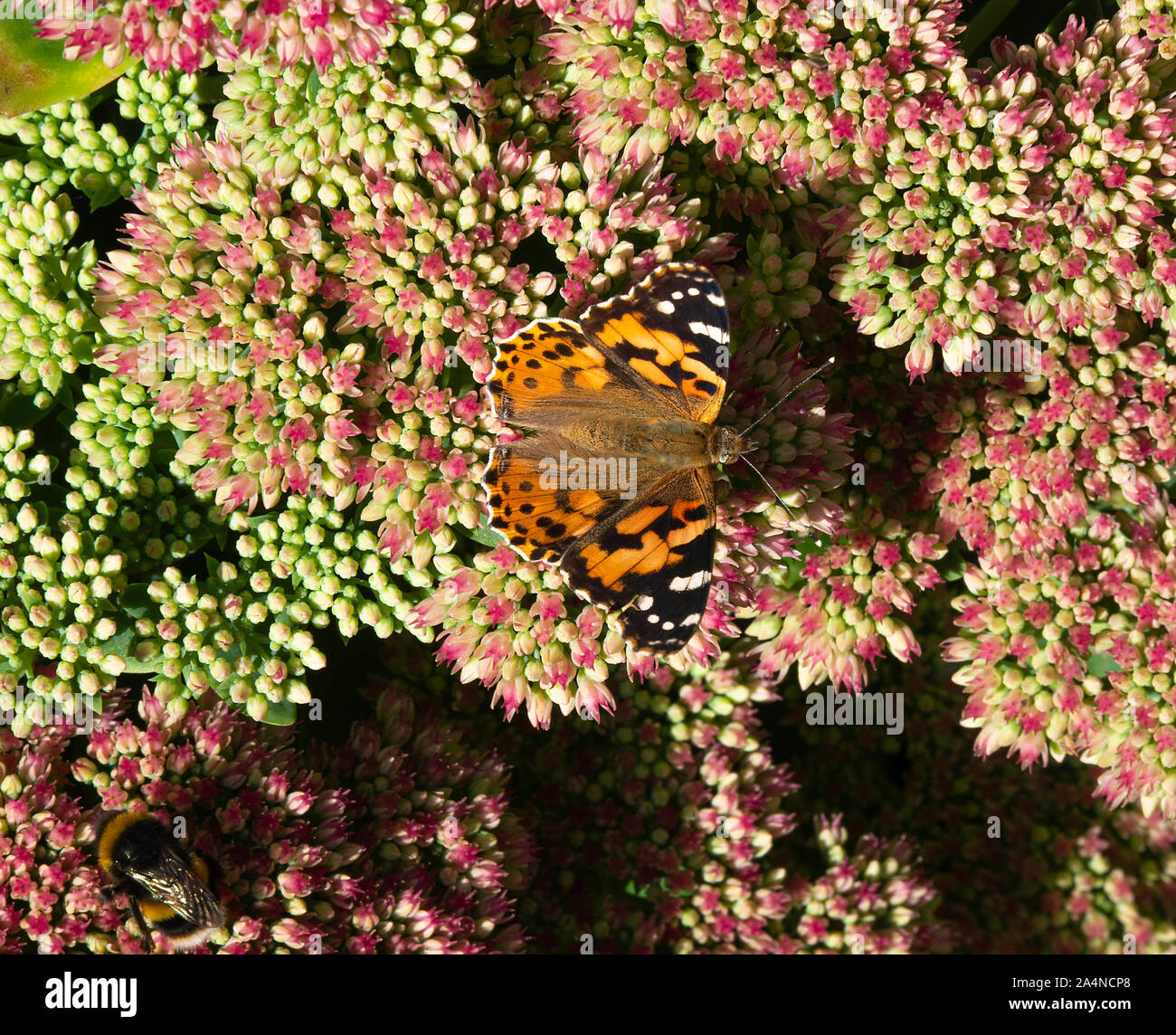 Un papillon lady peint se nourrissage de Nectar sur un Sedum Flower Head automne joie dans un jardin à Sawdon North Yorkshire Angleterre Royaume-Uni Banque D'Images