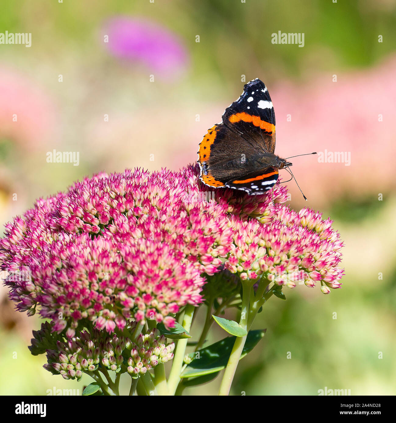 Un amiral rouge papillon nourrissage sur Nectar sur une tête de fleur de Sedum joie d'automne dans un jardin près de Sawdon North Yorkshire Angleterre Royaume-Uni Banque D'Images