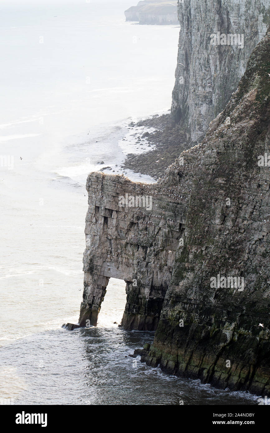 Les Magnifiques Falaises De Calcaire De Bempton Sur La Côte Du Yorkshire Du Nord, Près De Bridglington Yorkshire England Royaume-Uni Banque D'Images