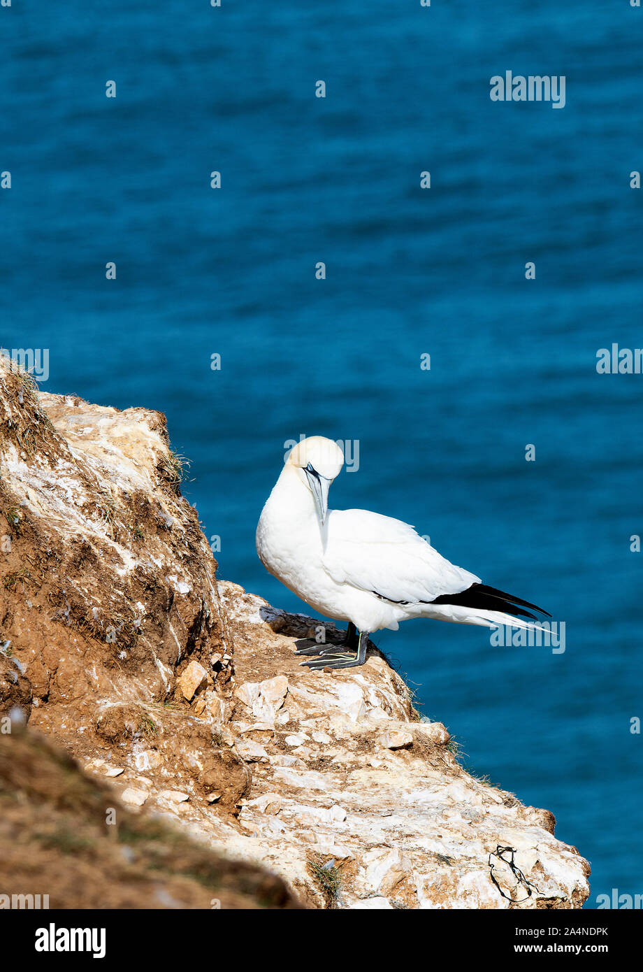 Un magnifique Gannet adulte perché sur un visage de Cliff à Bempton Cliffs près de Flamborough Head North Yorkshire England Royaume-Uni Banque D'Images