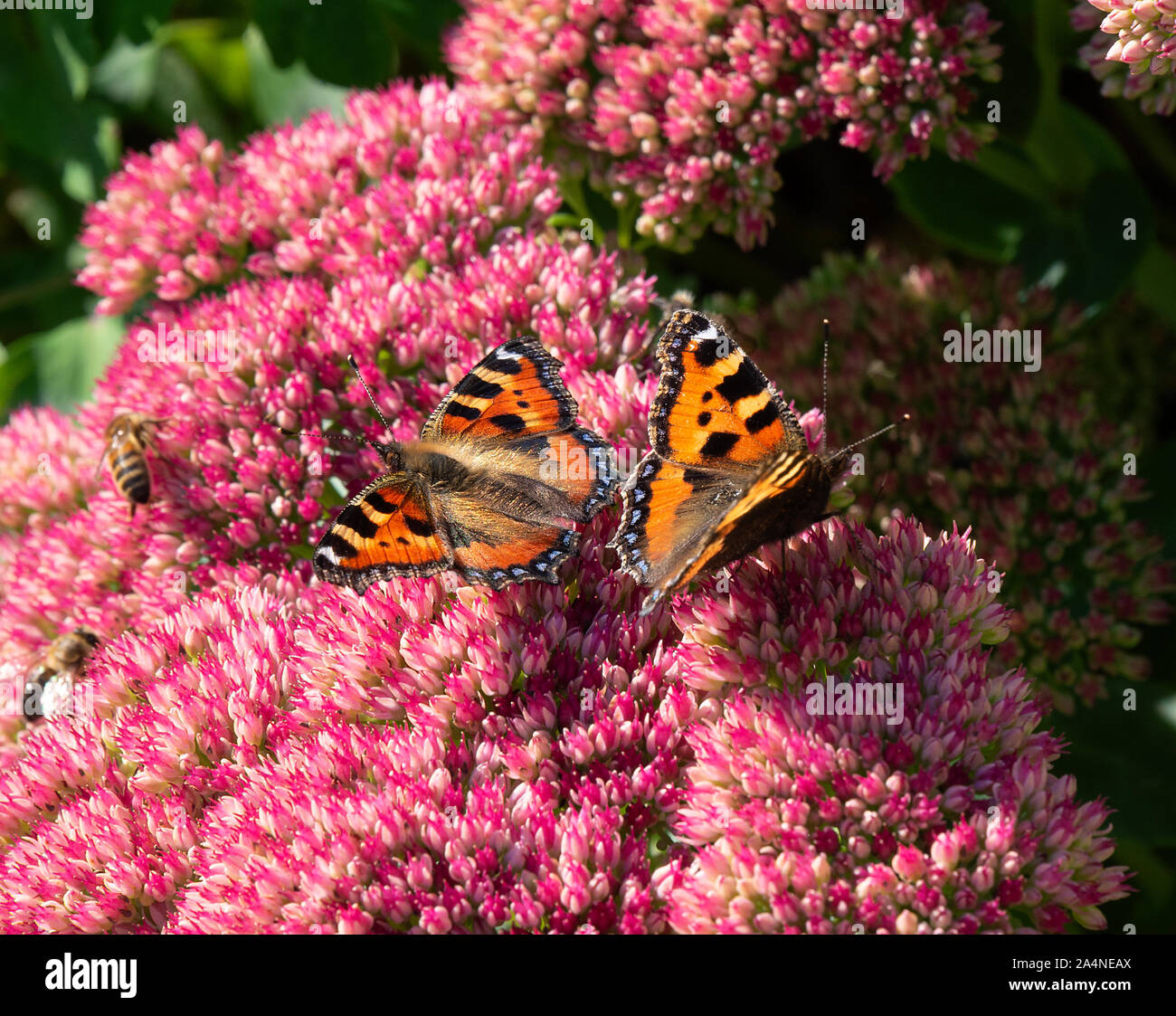 Petits papillons Tortoiseshell nourrissage sur Nectar sur une tête de fleur de Sedum dans un jardin près de Sawdon North Yorkshire Angleterre Royaume-Uni Banque D'Images