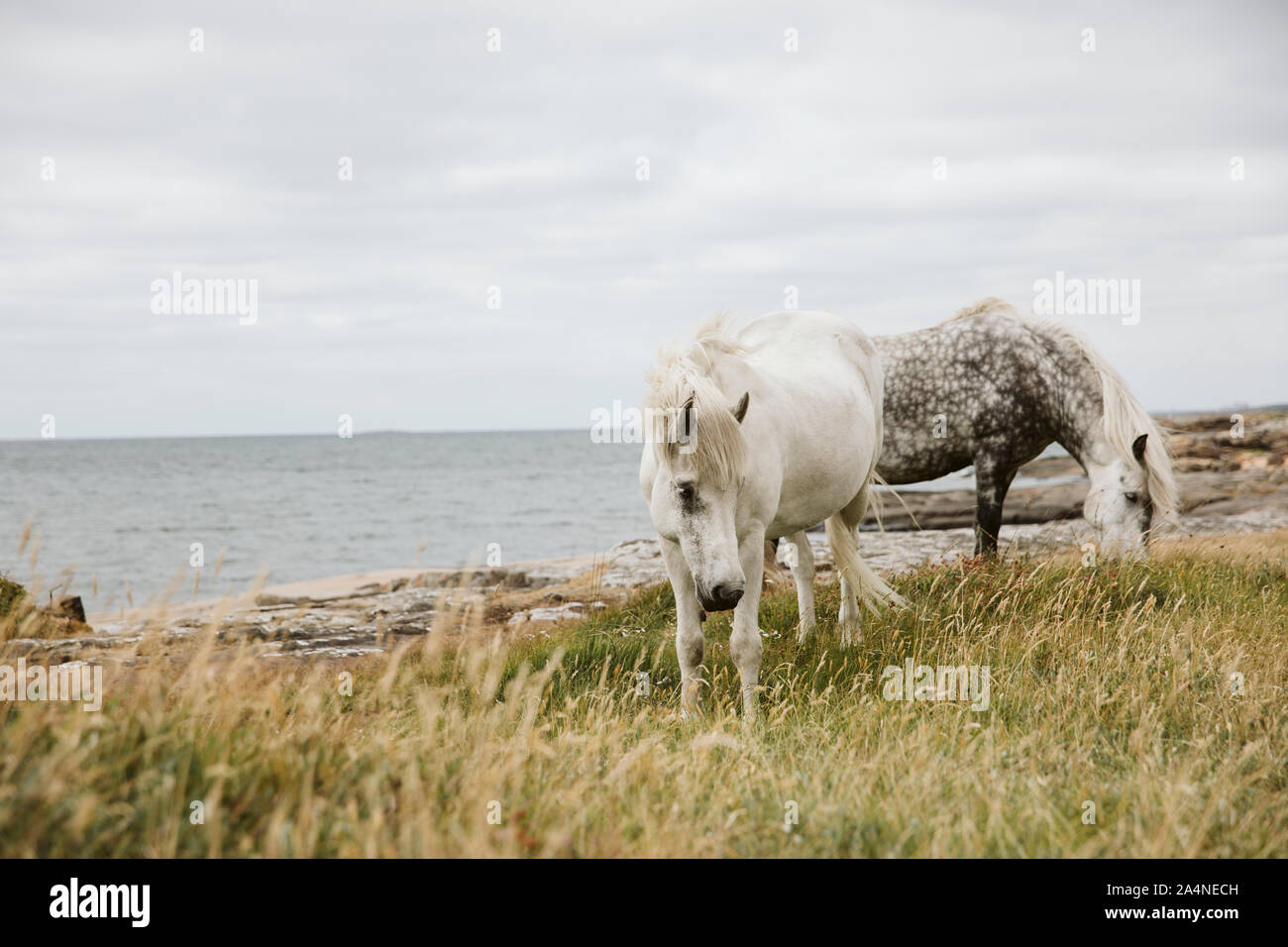Deux chevaux gris pâturage sur la côte de la mer Banque D'Images