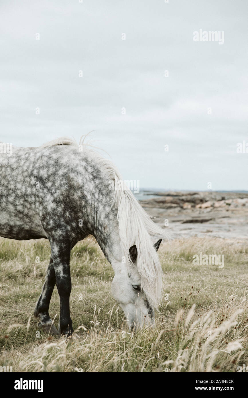 Cheval gris pâturage sur la côte de la mer Banque D'Images