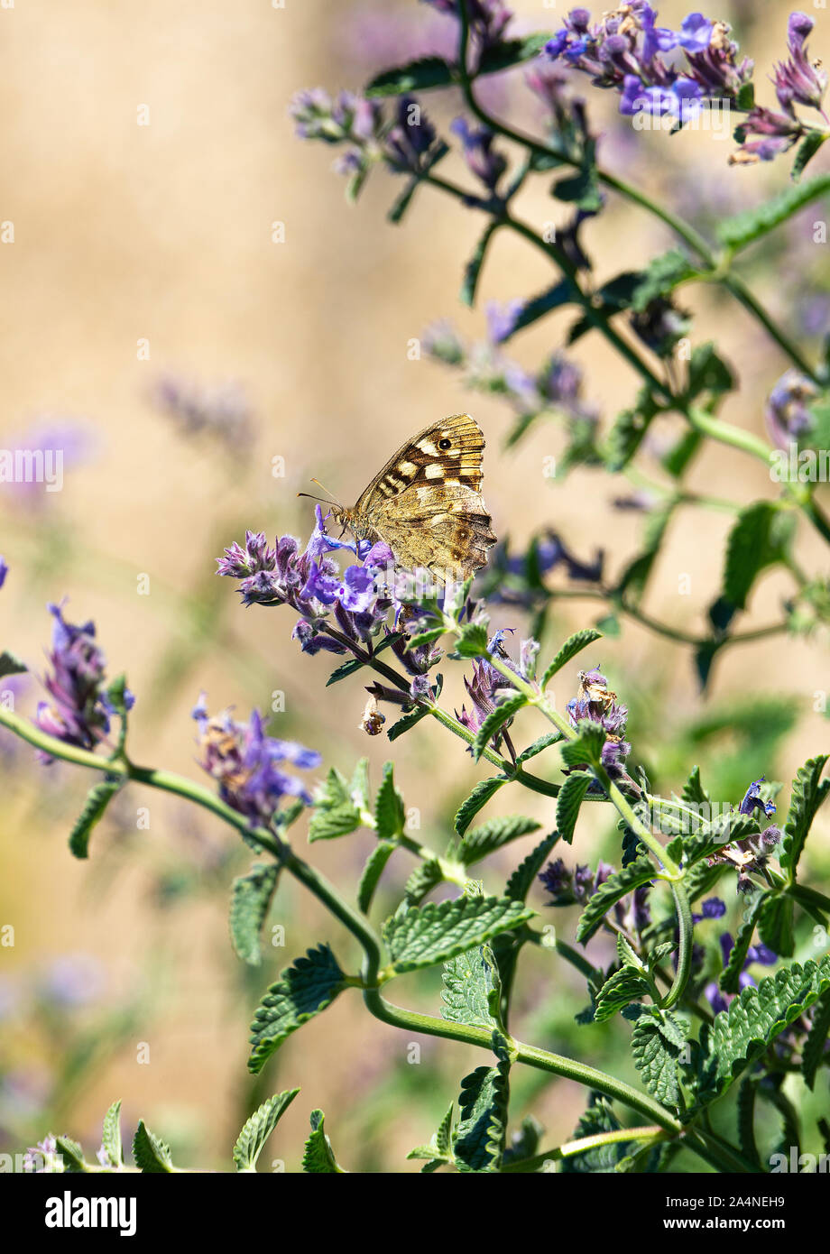 Un Magnifique papillon en bois moucheté se nourrissante sur une fleur de menthe bleue dans un jardin près de Sawdon North Yorkshire Angleterre Royaume-Uni Banque D'Images