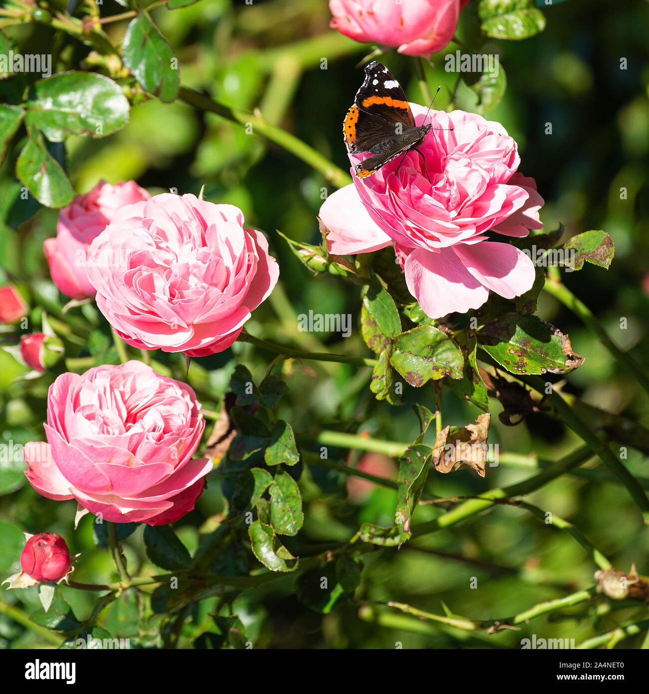 Un Beau papillon rouge amiral À La Recherche de Nectar sur une rose rose sur laquelle se nourrir dans un jardin à Sawdon près de Scarborough North Yorkshire Angleterre Royaume-Uni Banque D'Images