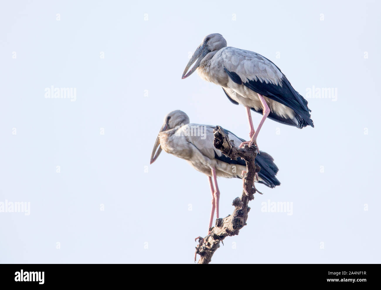 La direction générale de se percher sur les oiseaux Banque D'Images