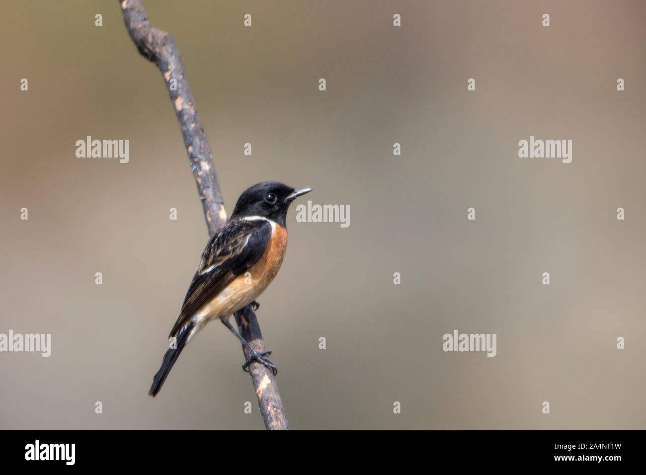 Bird perching on branch Banque D'Images