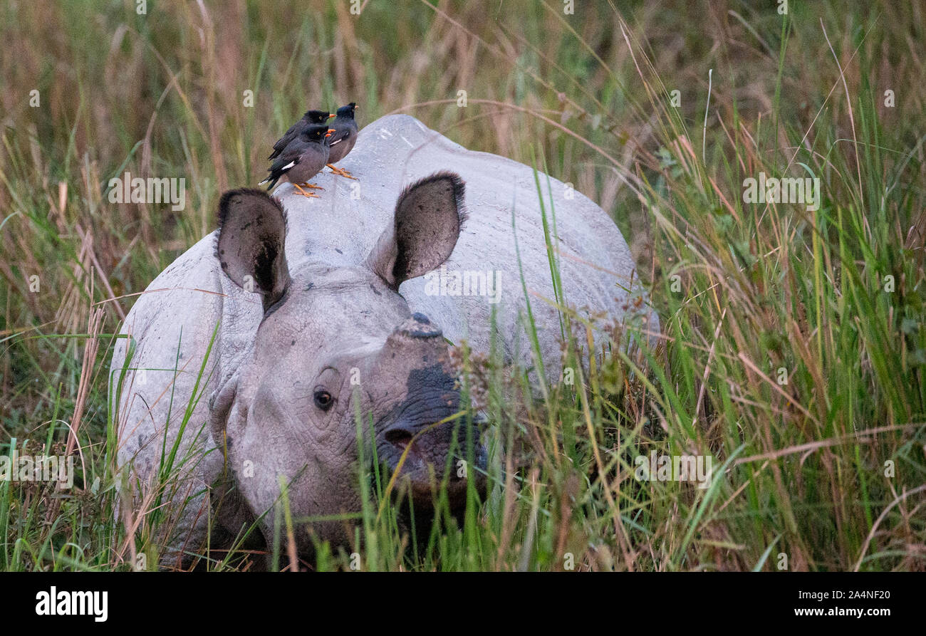Rhinoceros avec des oiseaux Banque D'Images