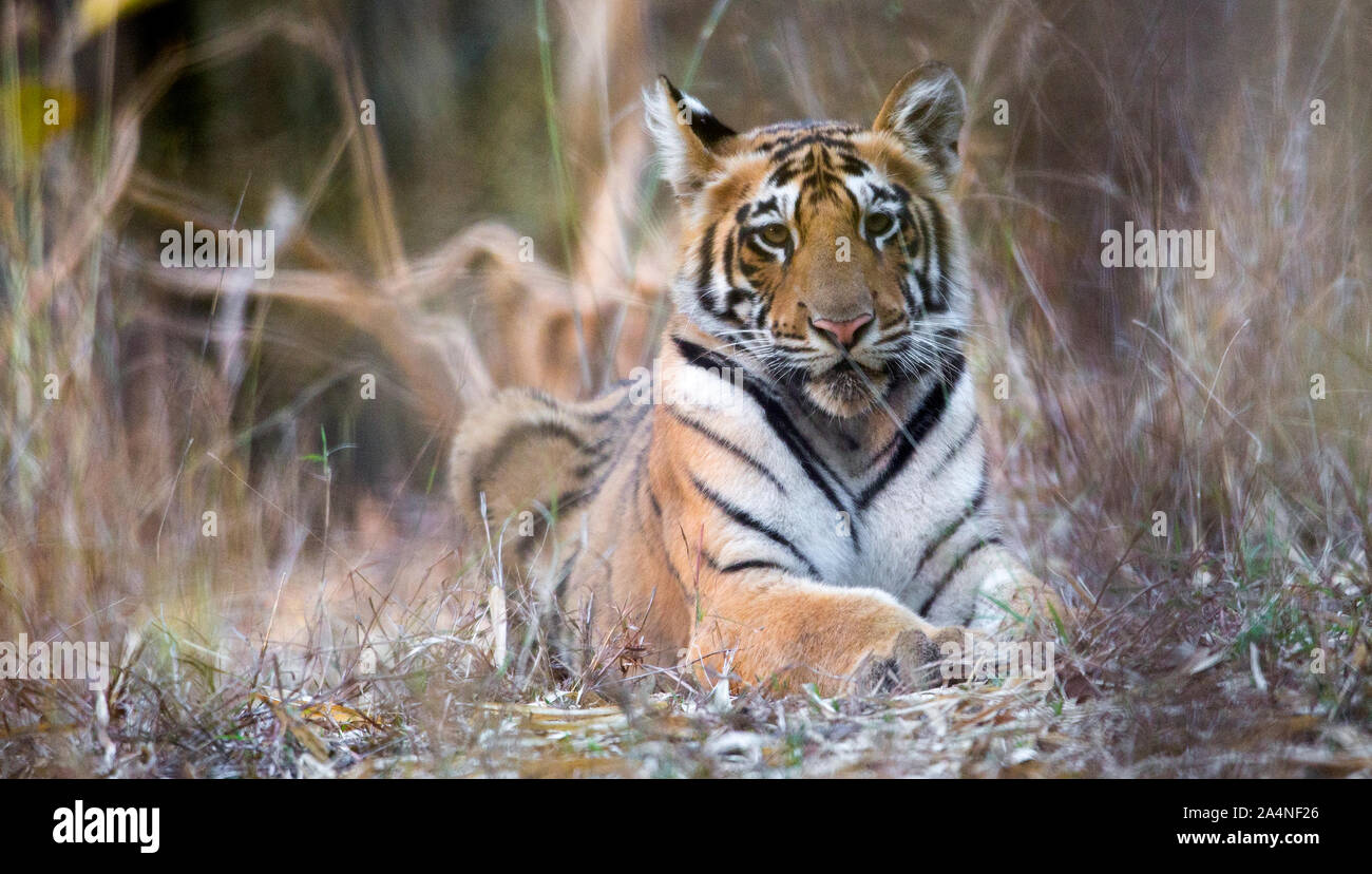 Tiger looking at camera Banque D'Images