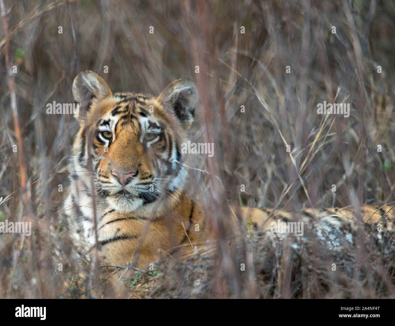 Tiger looking at camera Banque D'Images