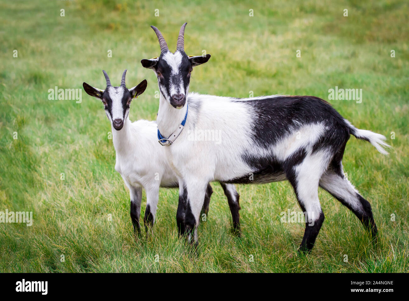 Deux chèvres paon sur un pâturage (Pfauenziege), une espèce en voie de race de chèvre Autriche/ Suisse Banque D'Images