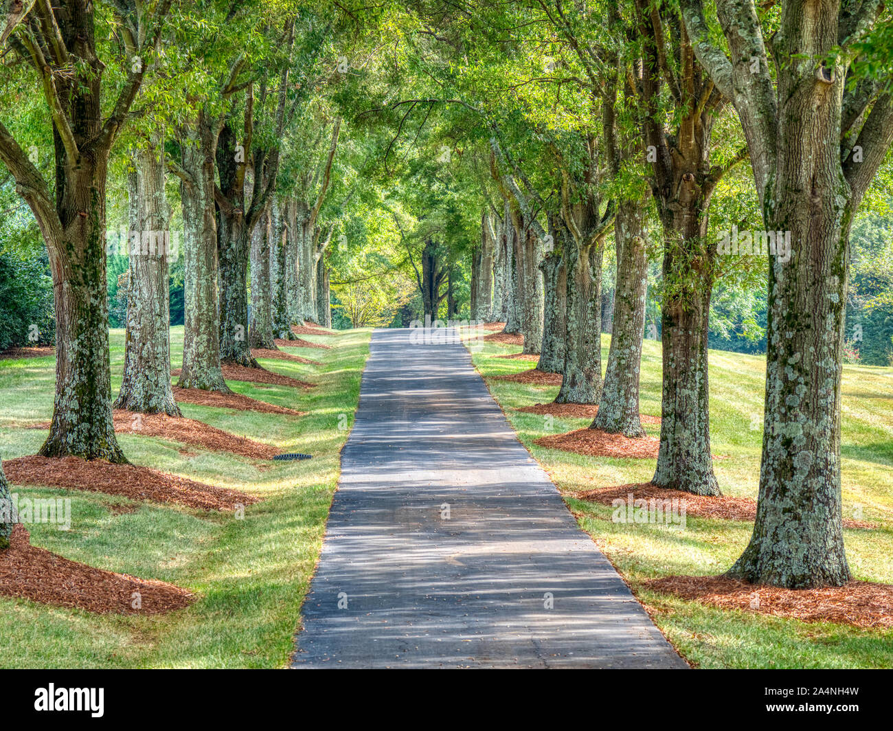 Longue ligne droite route bordée d'arbres Banque D'Images