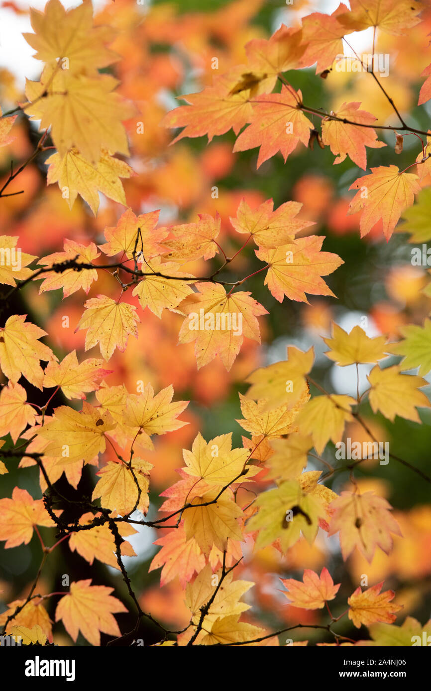 Acer japonicum vitifolium. Le Japanese Maple Leaves in autumn Banque D'Images