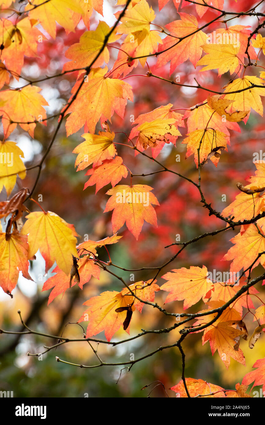 Acer japonicum vitifolium. Le Japanese Maple Leaves in autumn Banque D'Images