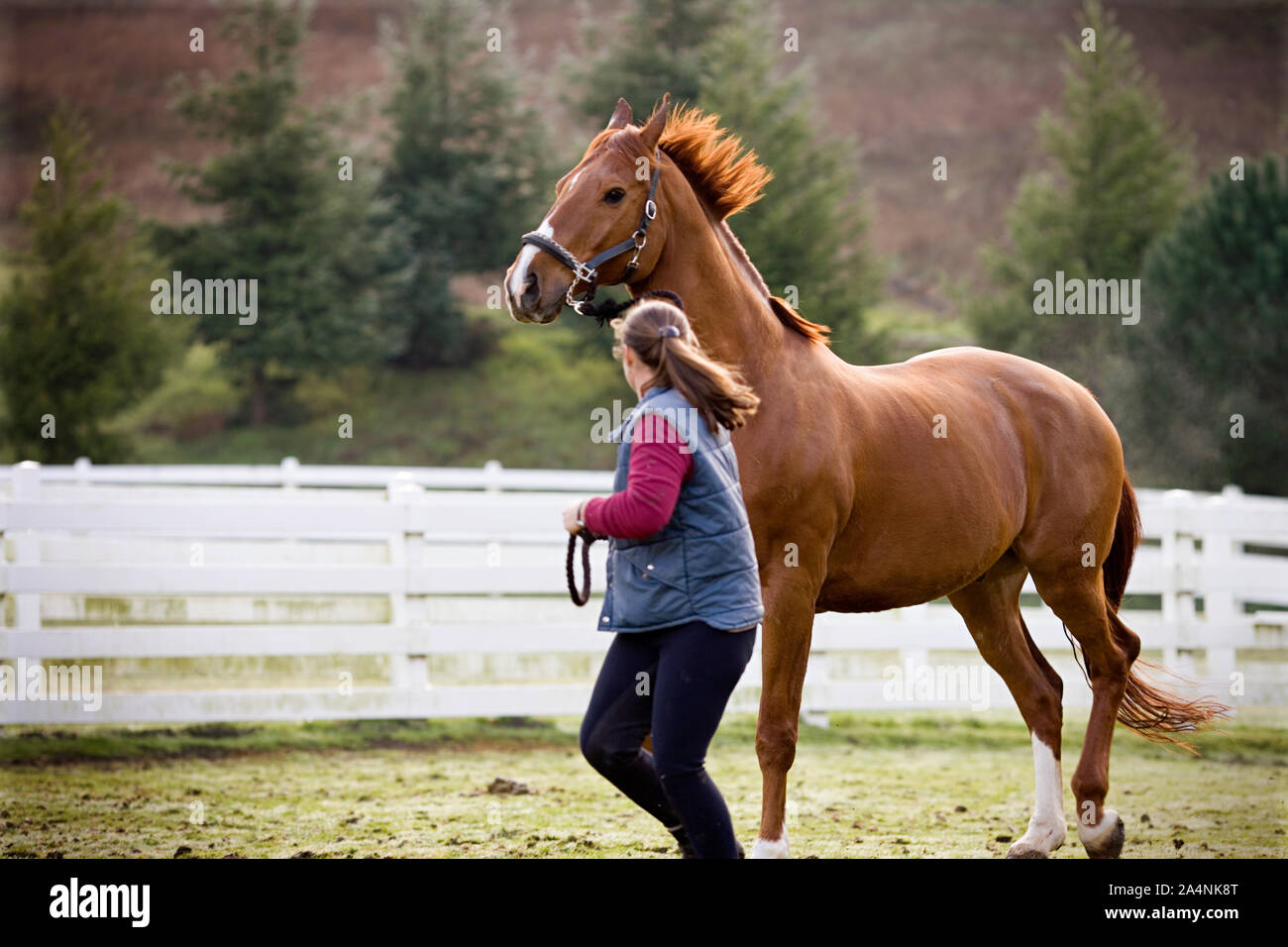 Jeune femme tournant avec son cheval brun dans un enclos. Banque D'Images