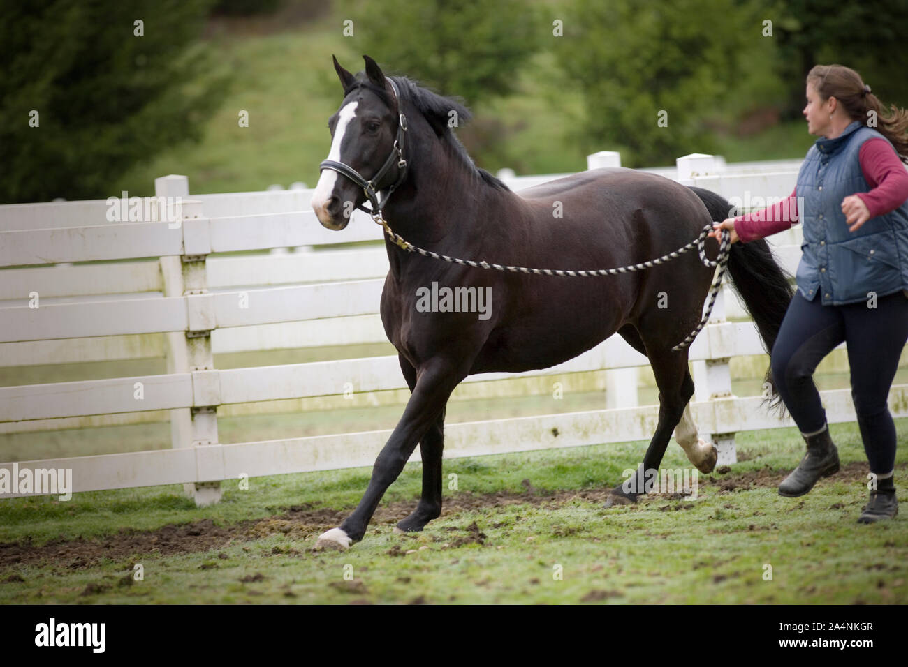 Jeune femme tournant avec son cheval noir dans un enclos. Banque D'Images