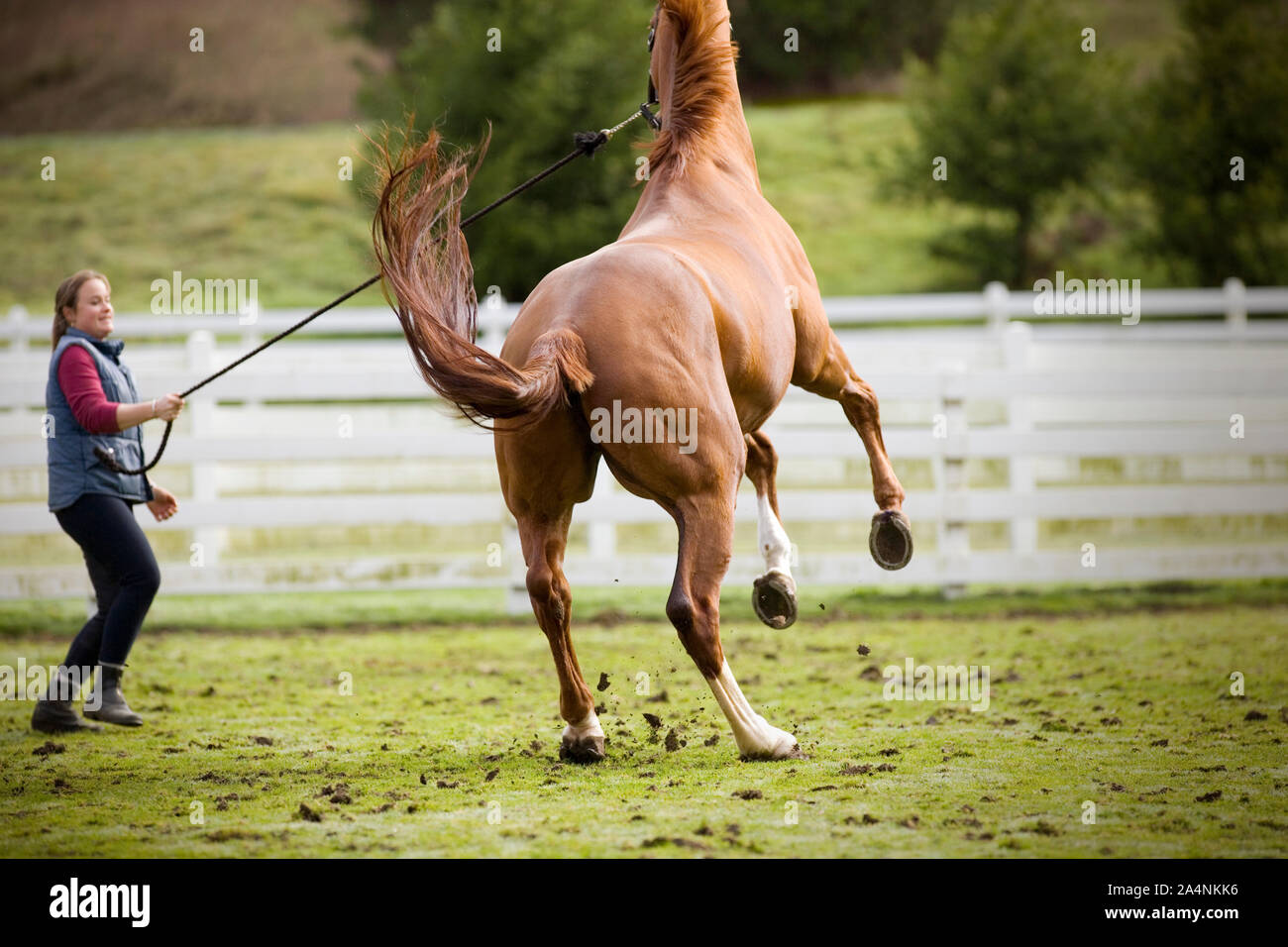 Young woman jumping avec son cheval brun dans un enclos. Banque D'Images