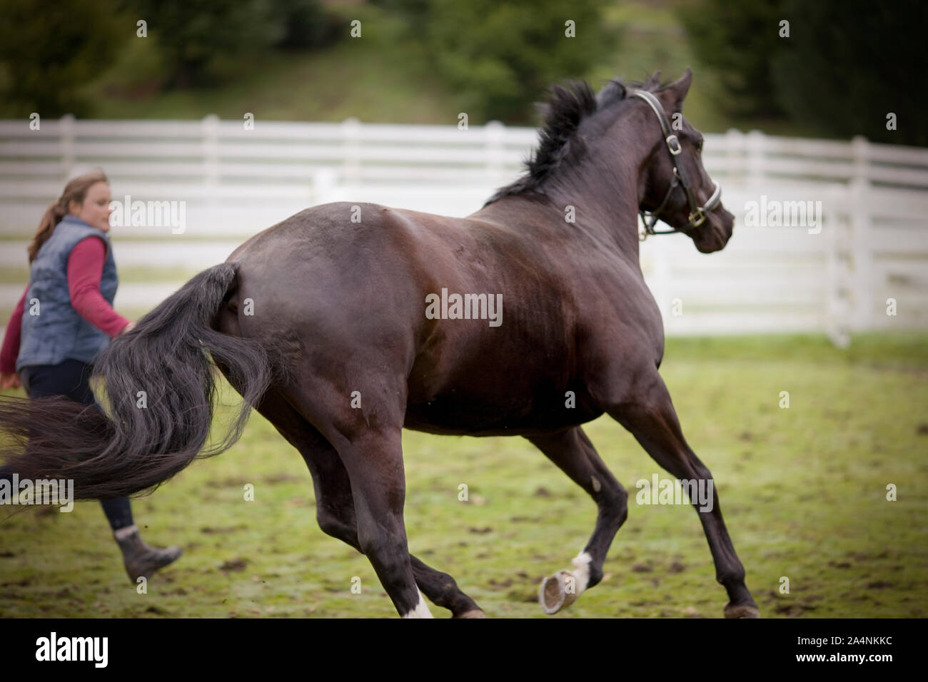 Jeune femme tournant avec son cheval noir dans un enclos. Banque D'Images