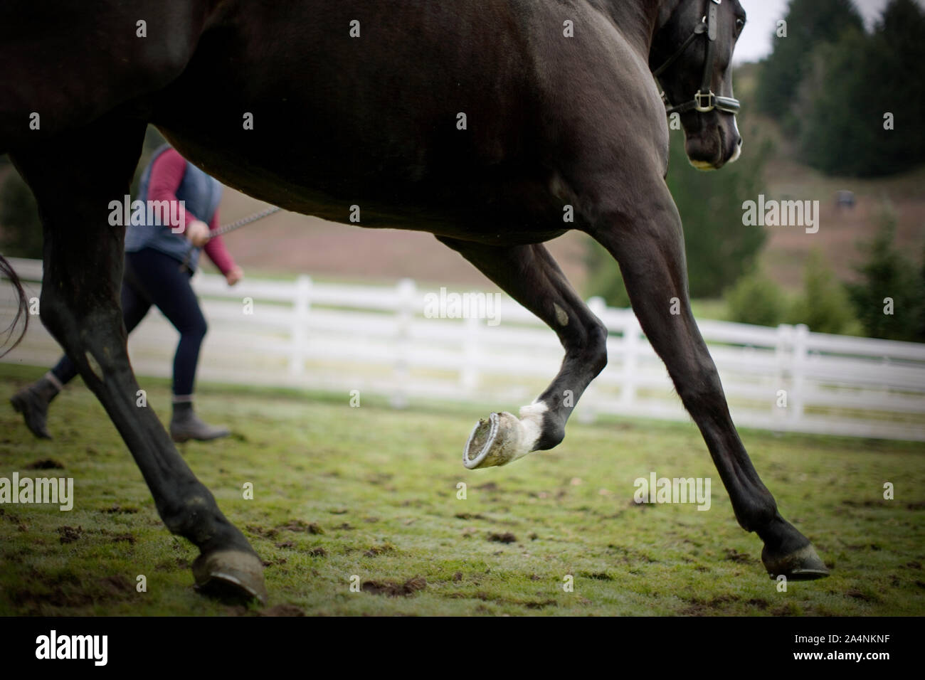 Cheval Noir au galop aux côtés de son propriétaire dans un enclos clôturé. Banque D'Images
