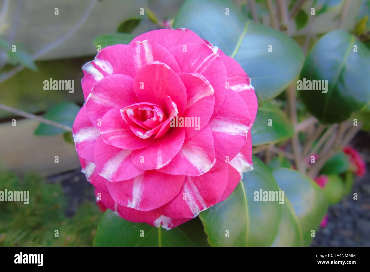 Cultivar japonais rose fleur de camélia japonica Banque D'Images