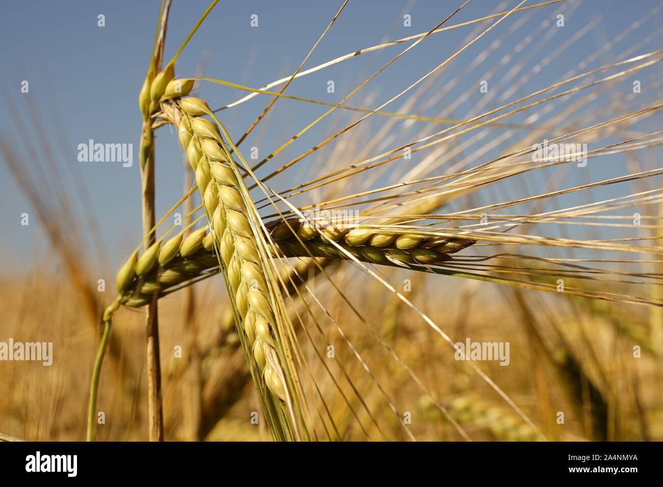 Tête de blé fortifiés dans un champ de blé avec ciel bleu Banque D'Images