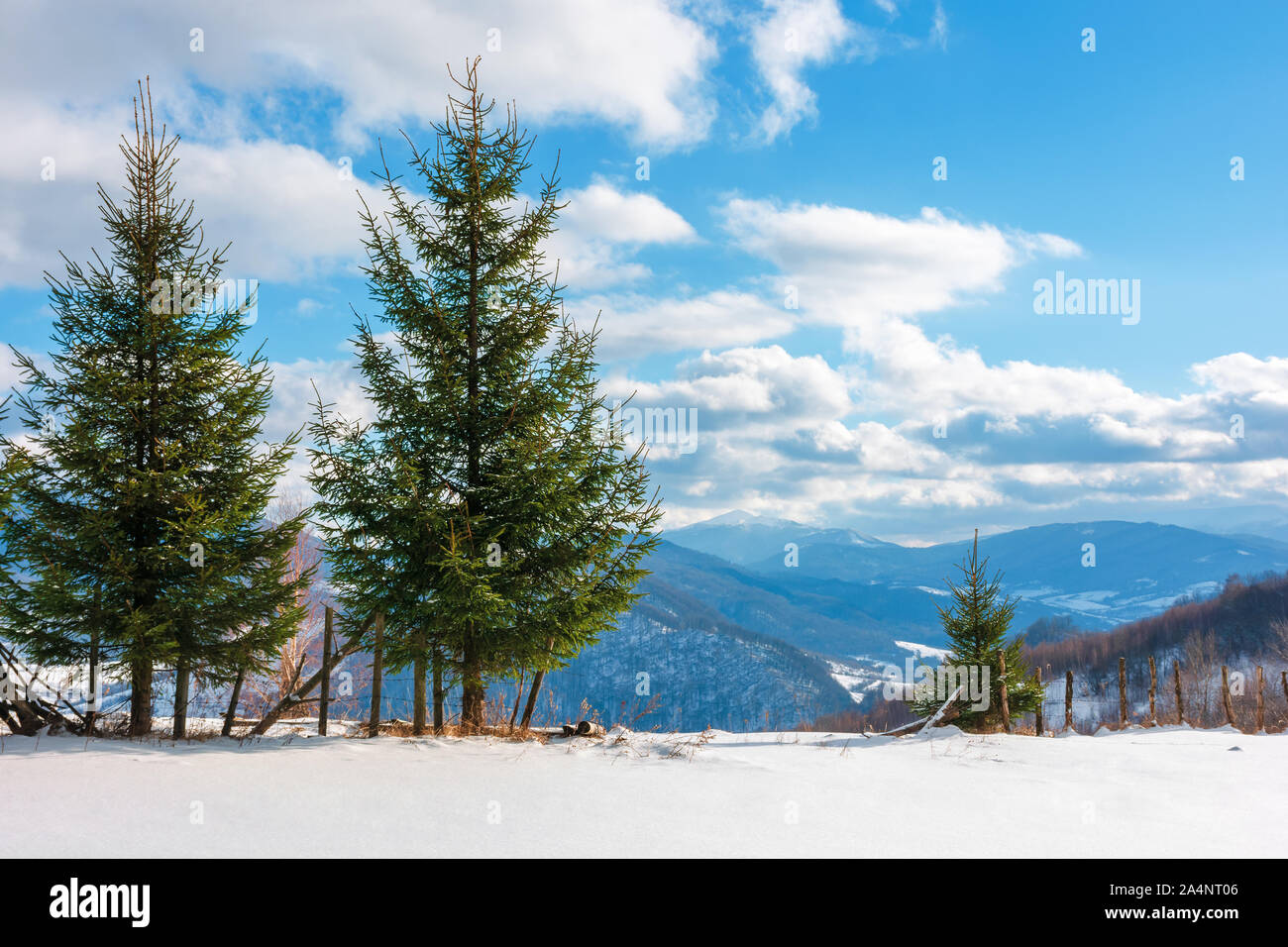 Deux trois sapins sur la prairie enneigée en hiver. beaux paysages alpins sur une journée ensoleillée en montagnes. temps magnifique avec des nuages sur un Banque D'Images