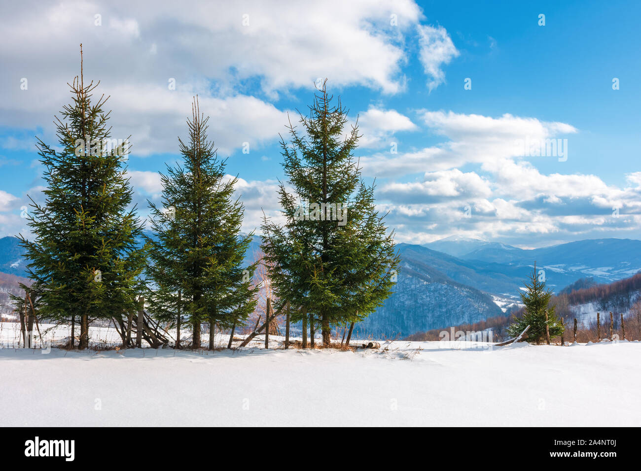 Trois sapins sur la prairie enneigée en hiver. beaux paysages alpins sur une journée ensoleillée en montagnes. temps magnifique avec des nuages sur un bl Banque D'Images