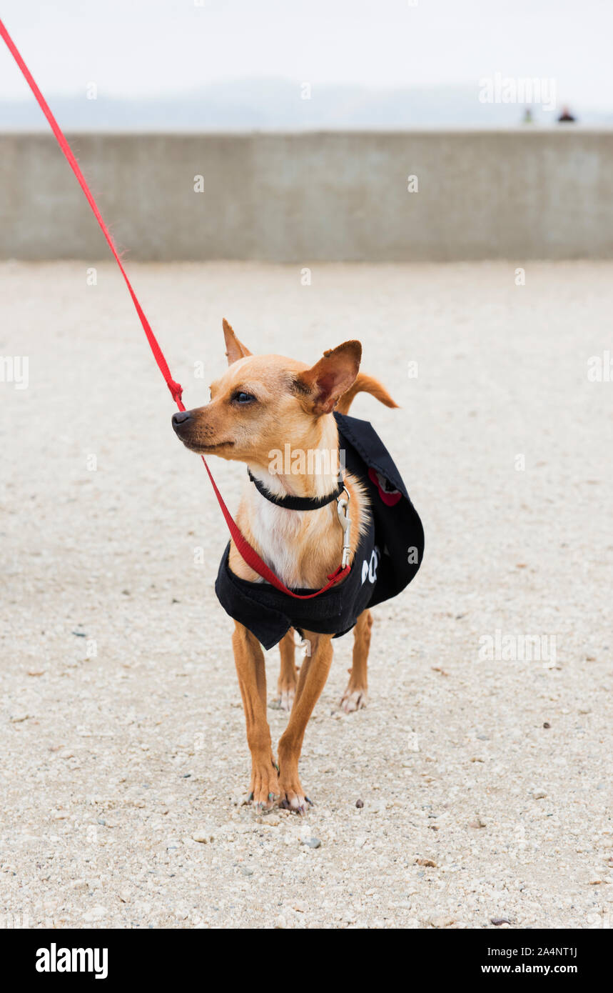 En adoption chien refuge sur un voyage à la plage Banque D'Images