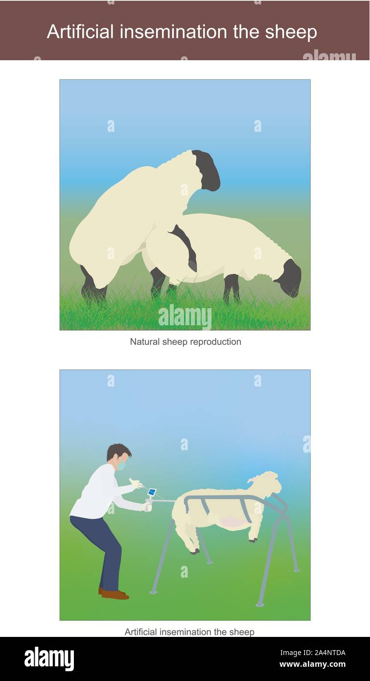 L'insémination artificielle chez les ovins. La race de moutons en plus de la sélection naturelle. Capable d'utiliser les méthodes d'insémination artificielle du bétail de toutes sort Illustration de Vecteur