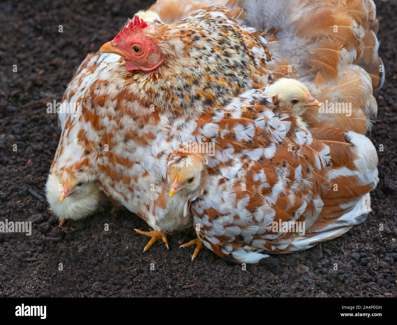 Basse-cour intérieure avec poulet poussins nouvellement éclos Banque D'Images