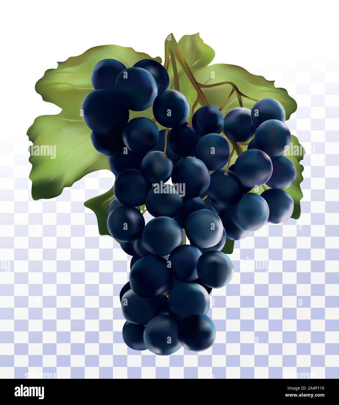 3D réaliste raisin bleu foncé. Raisins isolé sur fond transparent. Fruits frais. Raisins de près. Vector illustration Illustration de Vecteur