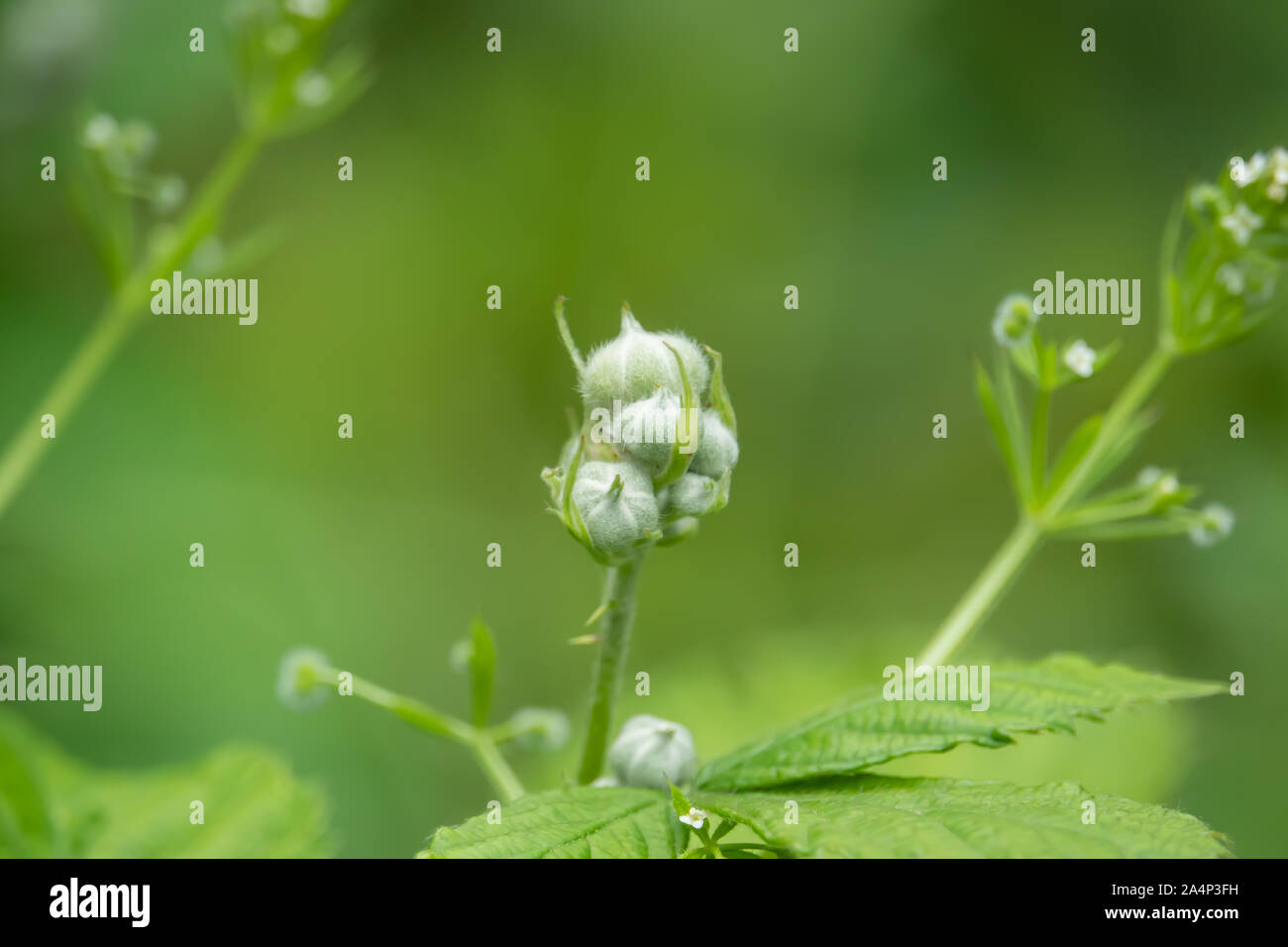 Les boutons de fleurs au printemps Blackberry Banque D'Images