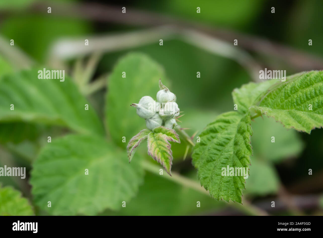 Les boutons de fleurs au printemps Blackberry Banque D'Images