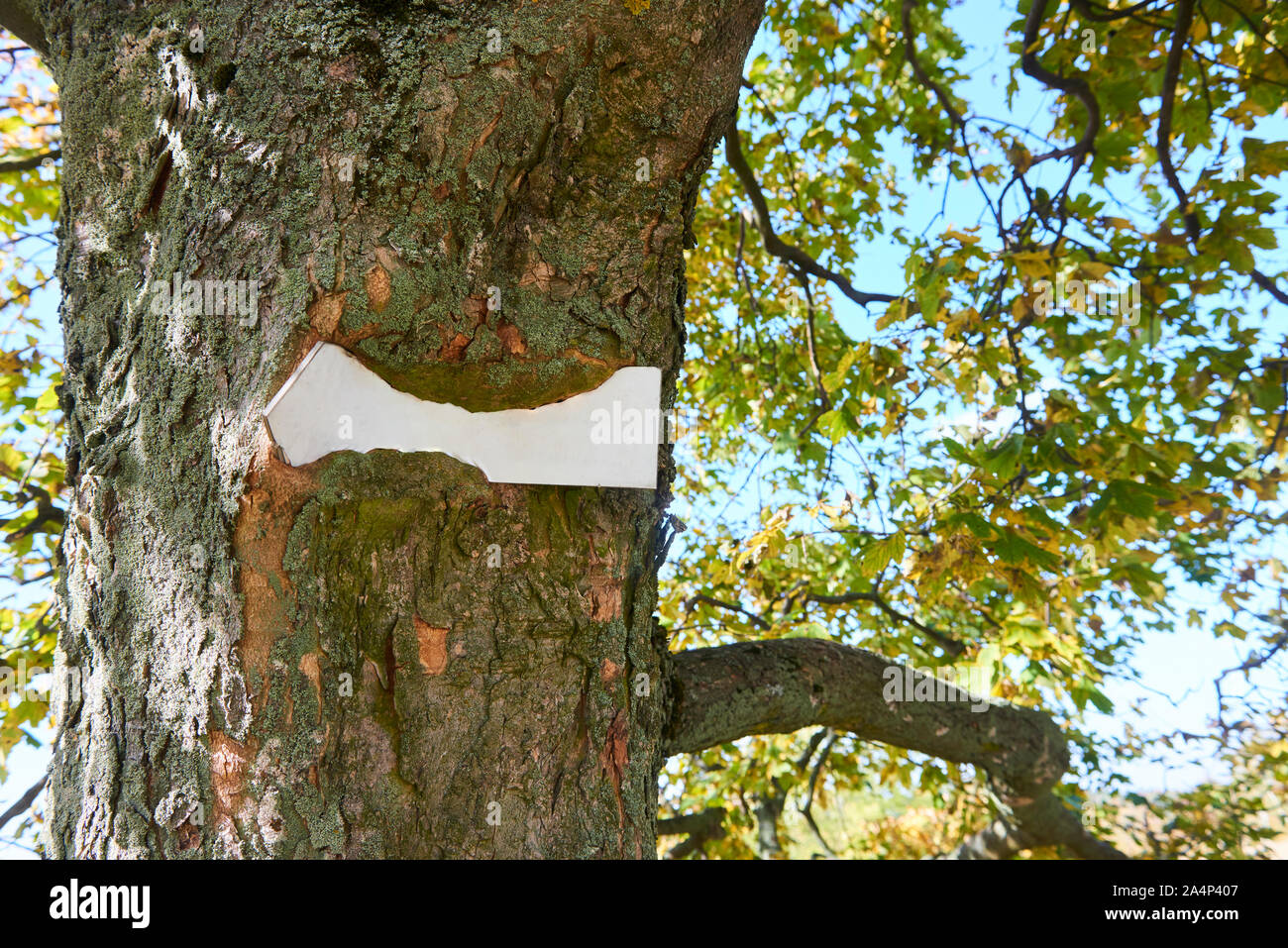 Affiche collée à l'intérieur de l'arbre qui pousse autour de lui. Arbres visibles en arrière-plan, le tronc encapsule l'enseigne vierge de la plaque Banque D'Images