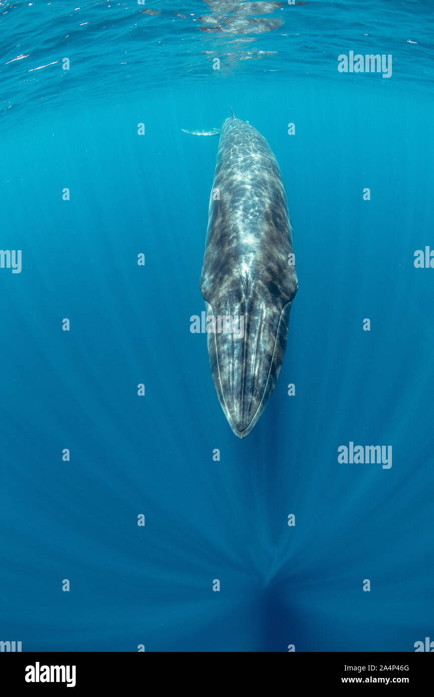 Rorqual de Bryde (Balaenoptera edeni, Trincomalee, Province Orientale, au Sri Lanka, baie du Bengale, de l'Océan Indien Banque D'Images
