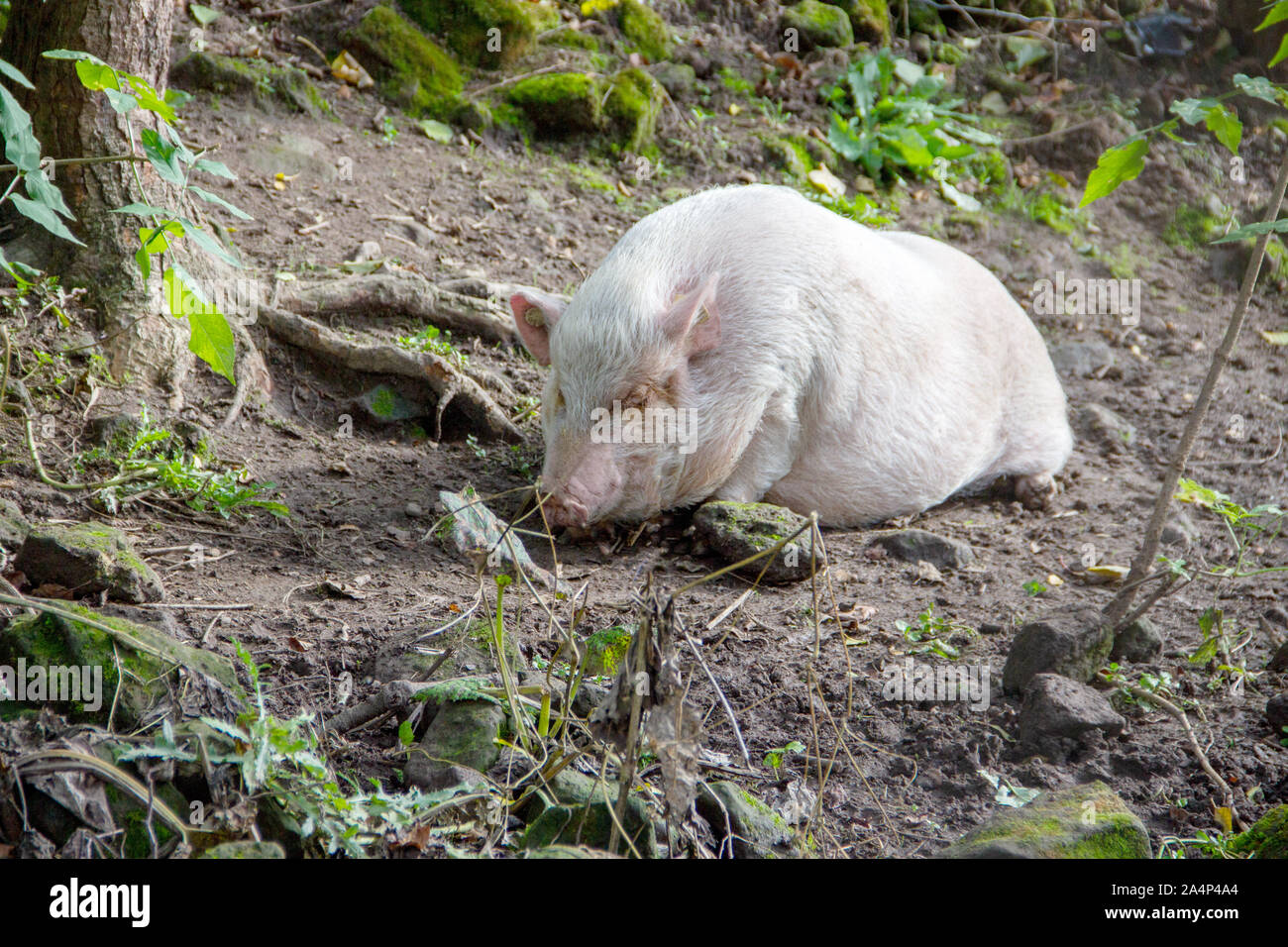 Vue d'un cochon miniature Goettinger, aussi connu comme un porc domestique court Banque D'Images