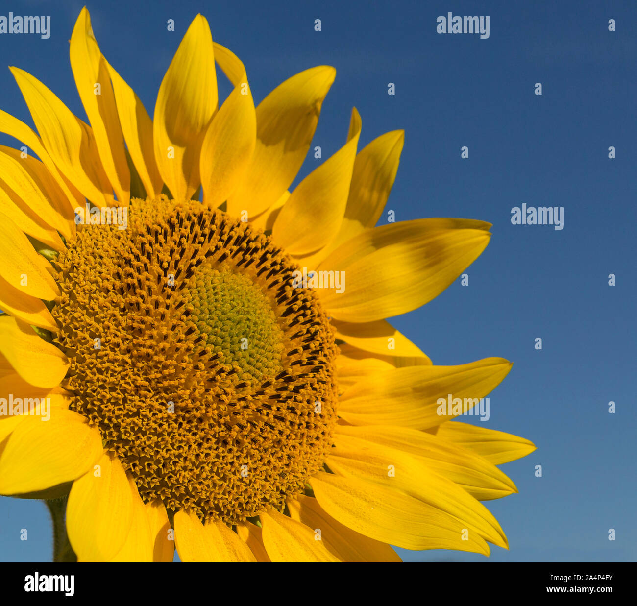 Close up of a sunflower against a blue sky, Olmedillo de Roa, Junta de Castilla y León, Espagne Banque D'Images