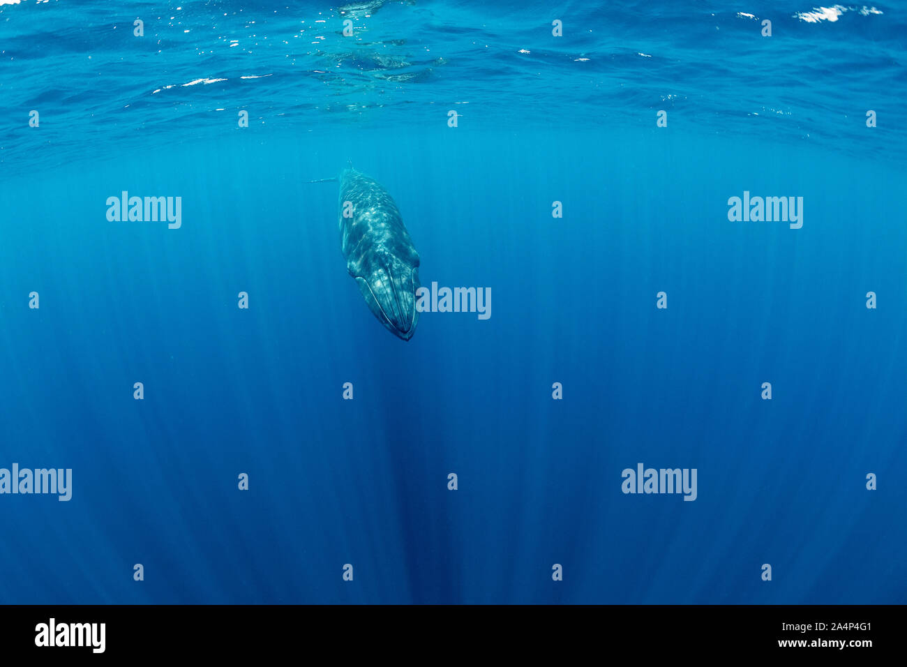 Rorqual de Bryde (Balaenoptera edeni, Trincomalee, Province Orientale, au Sri Lanka, baie du Bengale, de l'Océan Indien Banque D'Images