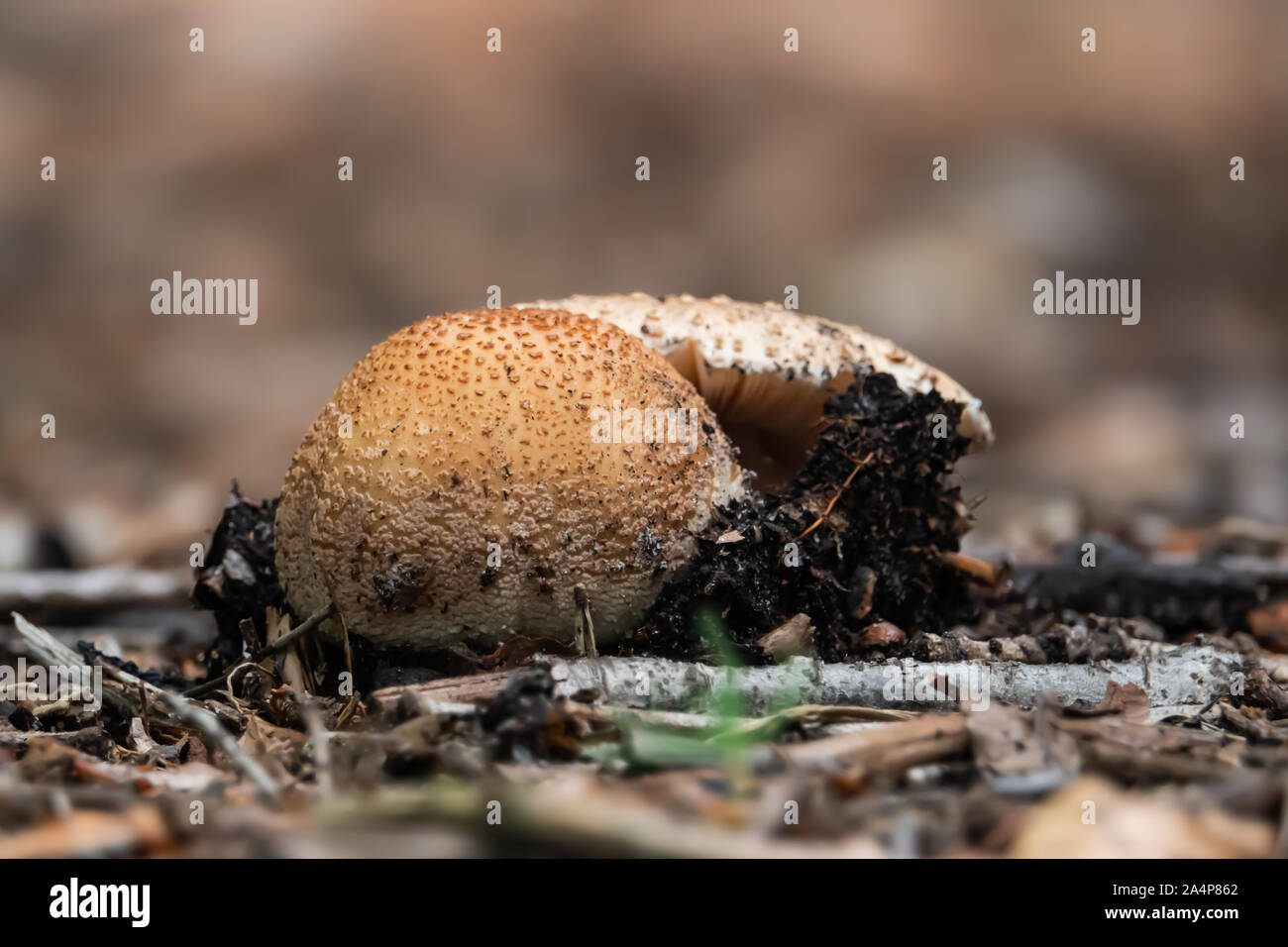 Le blush Champignons poussant dans le Printemps Banque D'Images