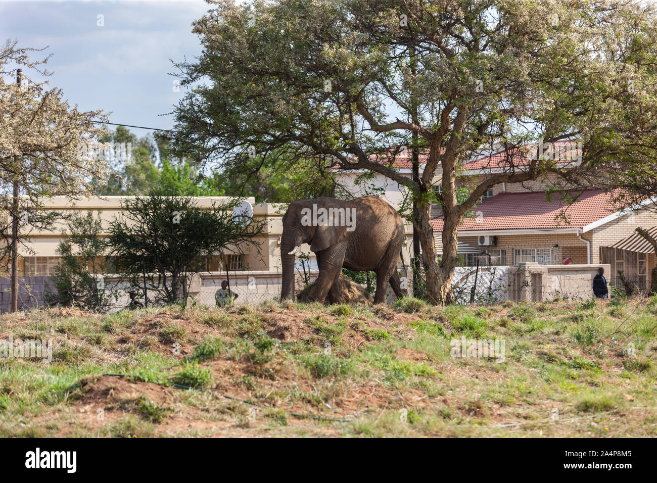 La croissance de la population d'éléphants du Botswana crée des conflits avec les humains, les résidents dans les villages d'accord pour lever l'interdiction Banque D'Images