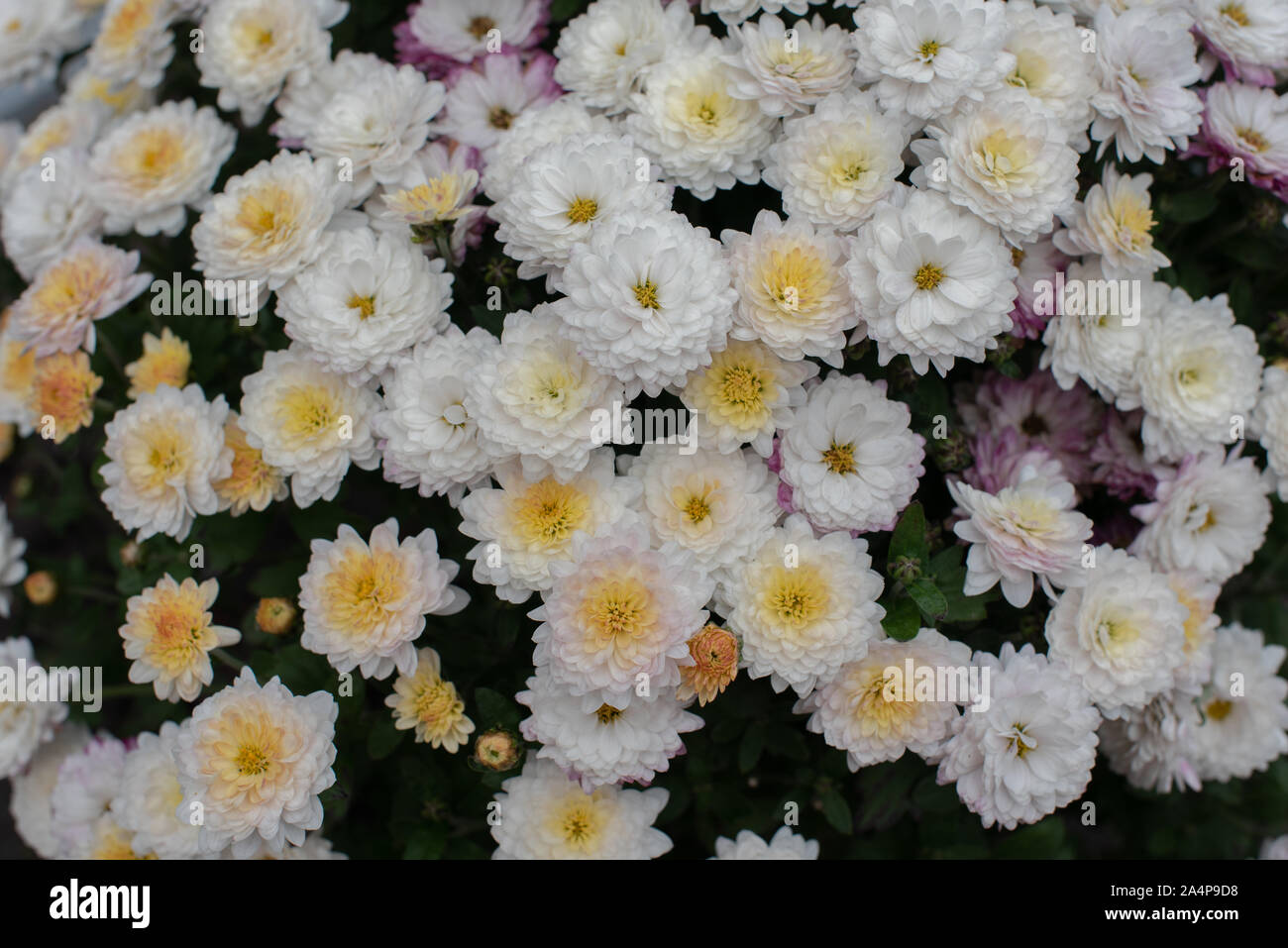 Les fleuristes, Daisy Chrysanthemum morifolium dans jardin. Jardin de chrysanthème vivace. Fleurs d'automne de couleurs différentes. La base pour les concepteurs de l'automne Banque D'Images