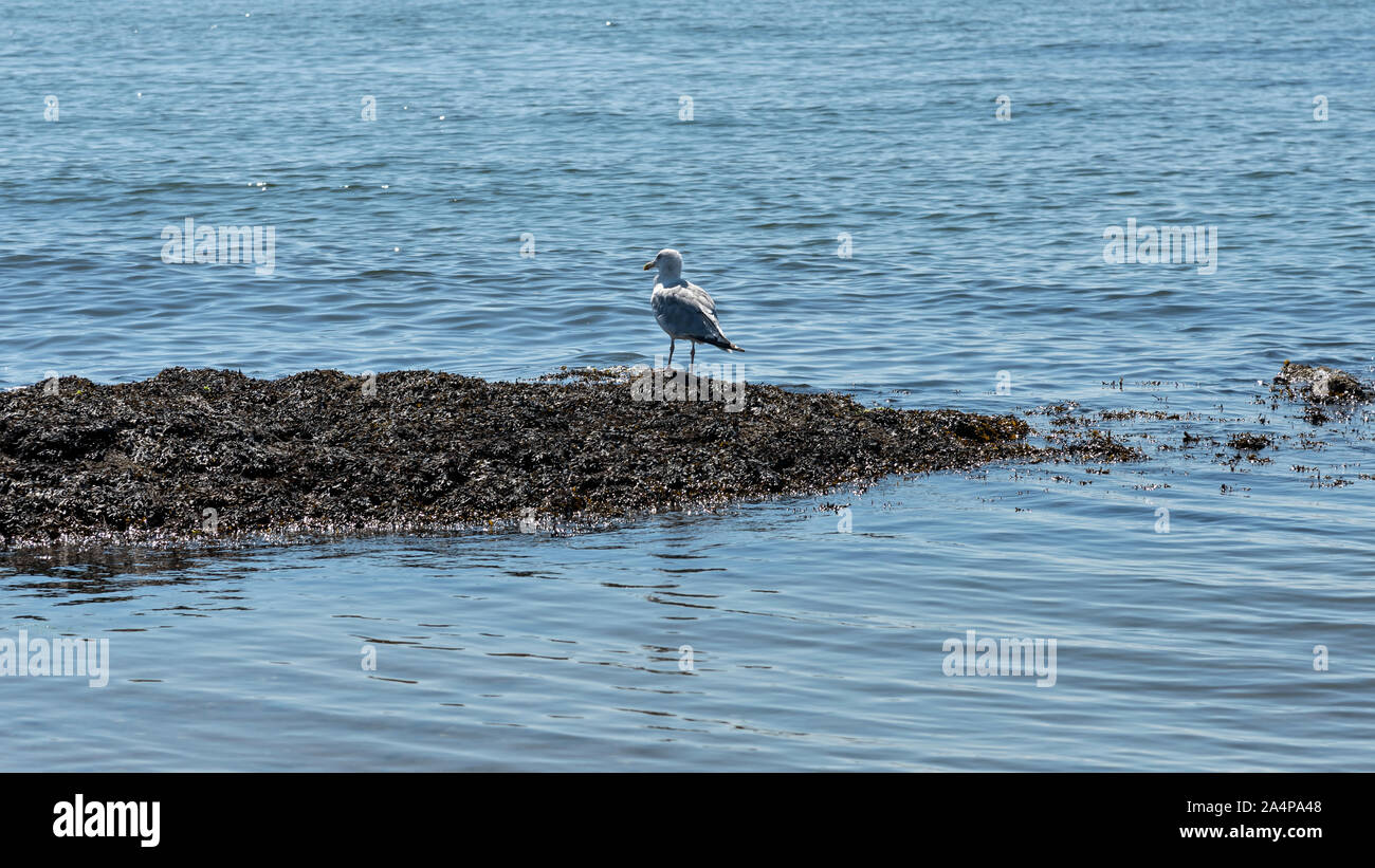 New Haven Harbour ; Rive Est ,Lighthouse Point Park , New Haven, New York , États-Unis Banque D'Images