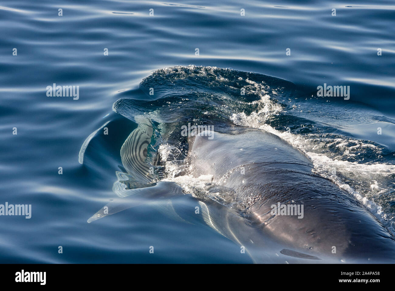 Rorqual de Bryde (Balaenoptera edeni, adulte, poudre de surface se nourrissant de euphausids off Isla del Carmen, dans le sud du golfe de Californie, La Mer de Cortez, B Banque D'Images