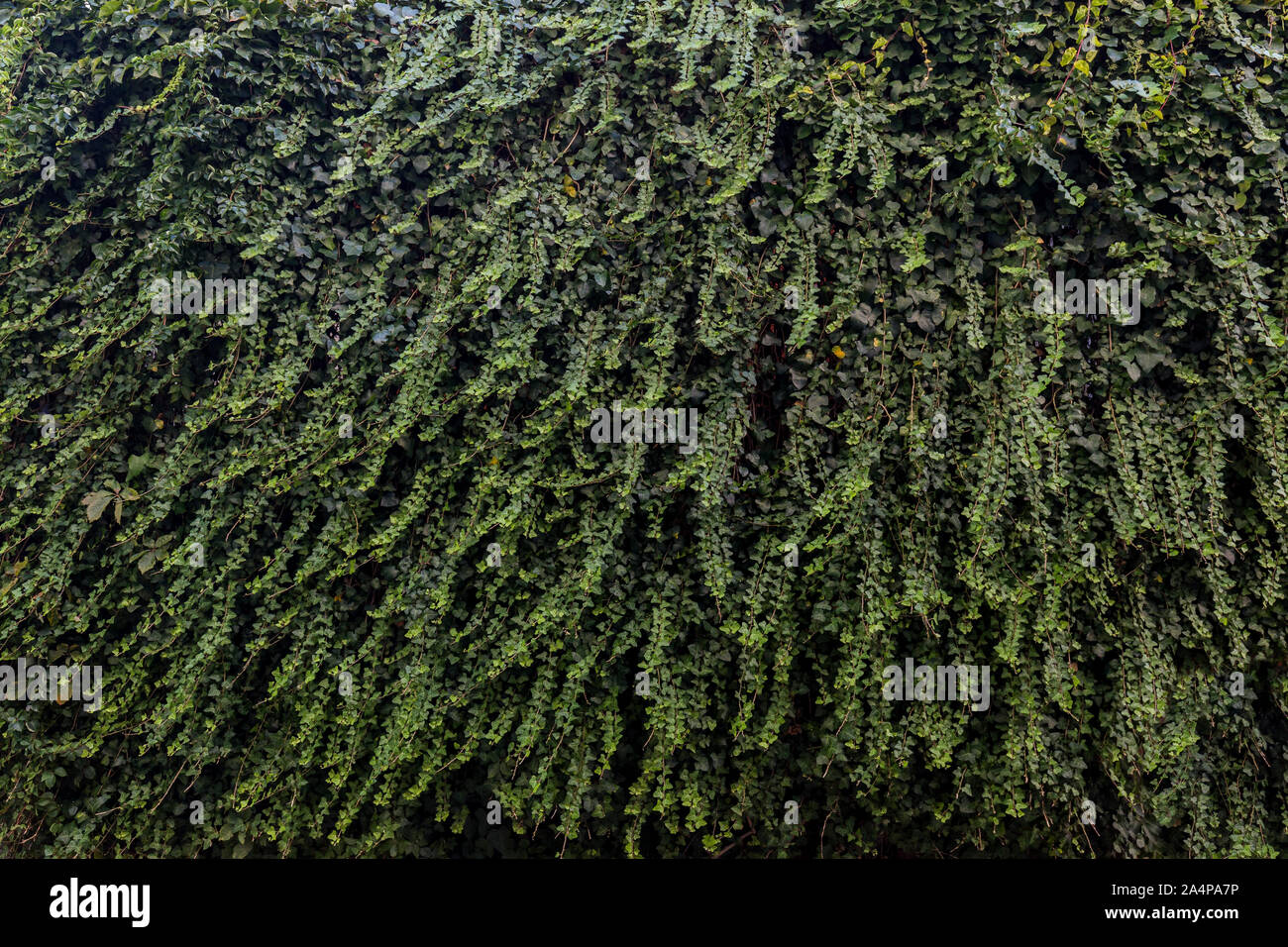 Mur plein de lush et green cep (ou grimpeur ou plante rampante), du point de vue de l'avant. Banque D'Images