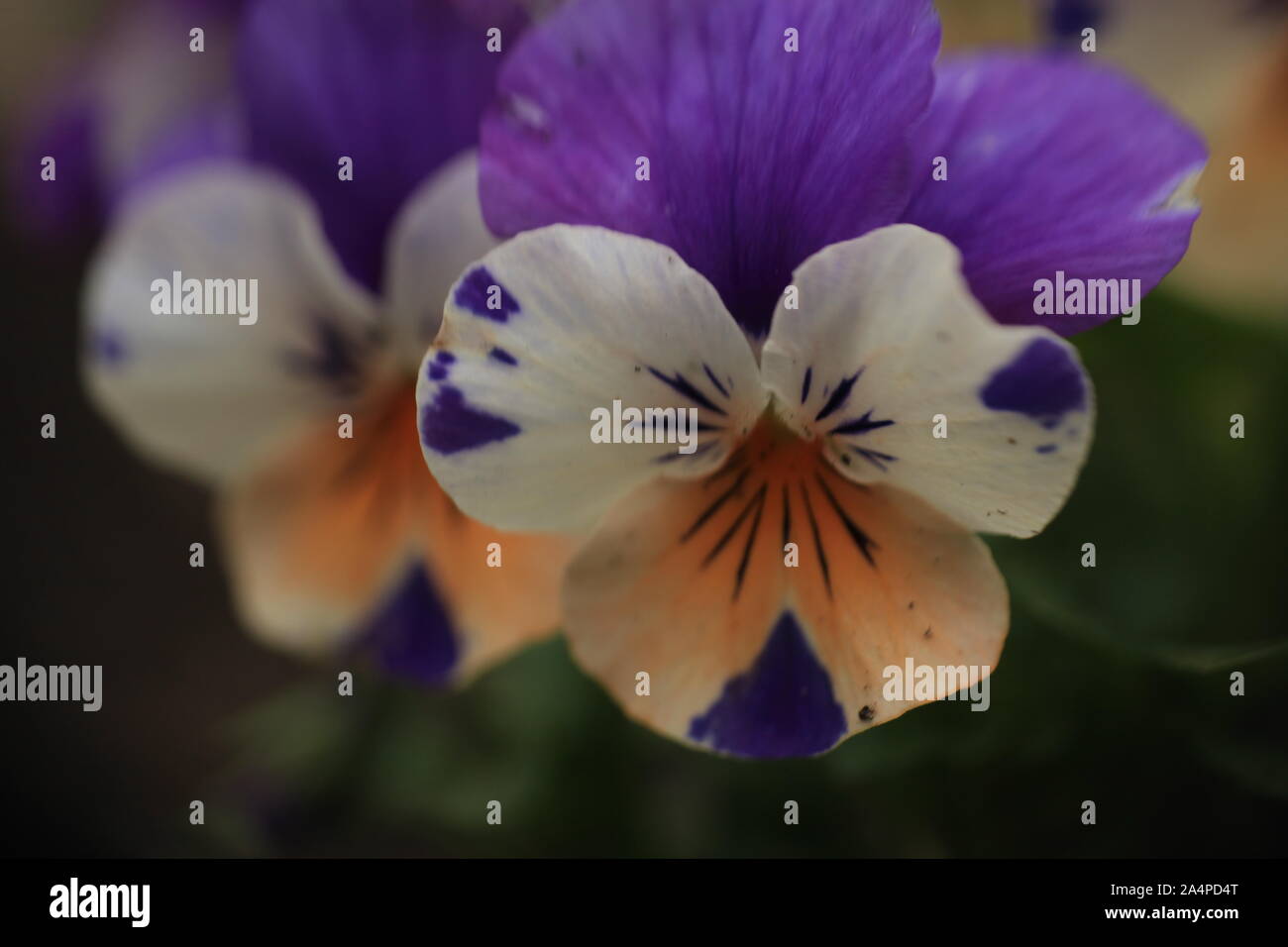 Close-up de la Viola tricolor. Copyspace. Banque D'Images