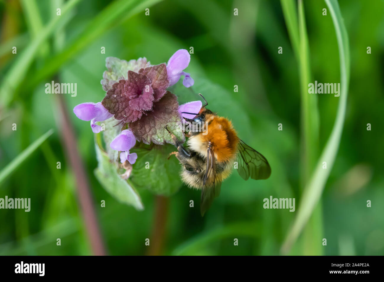 Carder Bumblebee sur Fleurs Lamier au printemps Banque D'Images