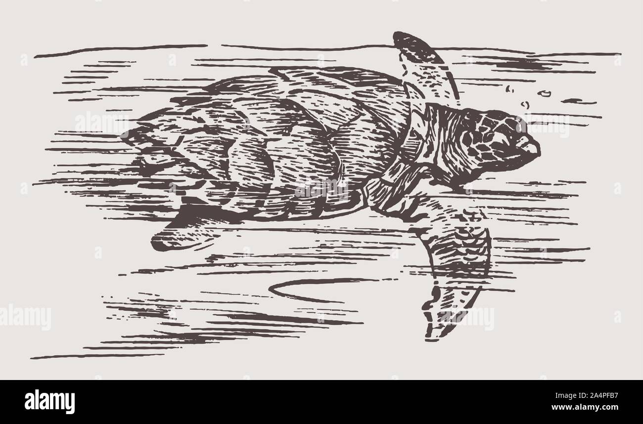 Gravement menacée d'Eretmochelys imbricata tortue de mer (Eretmochelys imbricata) la natation. Après une gravure d'illustration historique du 19ème siècle Illustration de Vecteur